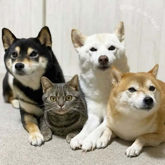 Este encantador gato actúa como si no fuera distinto de sus "hermanos" (30 fotos)