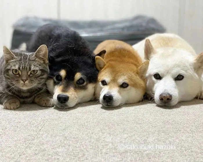 This Lovely Cat Feels And Acts Like He's Not Any Different From His 'Brothers' (30 Pics)