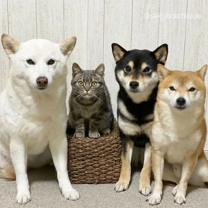 Este encantador gato actúa como si no fuera distinto de sus "hermanos" (30 fotos)