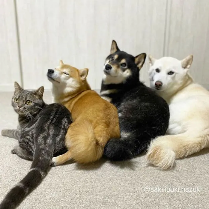 Este encantador gato actúa como si no fuera distinto de sus "hermanos" (30 fotos)