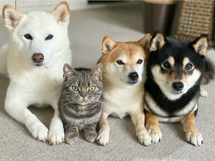 This Lovely Cat Feels And Acts Like He's Not Any Different From His 'Brothers' (30 Pics)