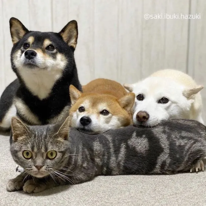Este encantador gato actúa como si no fuera distinto de sus "hermanos" (30 fotos)