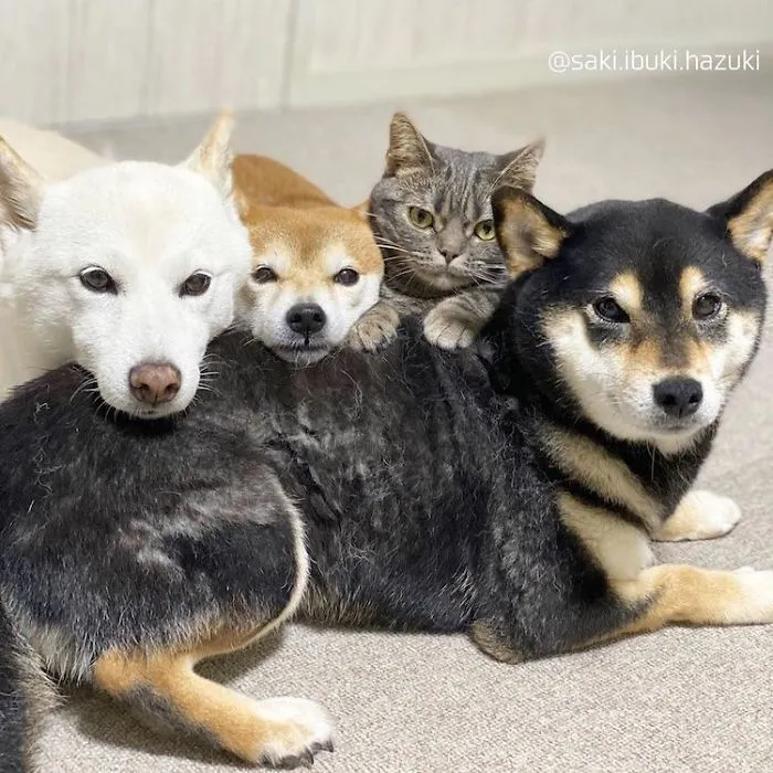 Este encantador gato actúa como si no fuera distinto de sus "hermanos" (30 fotos)