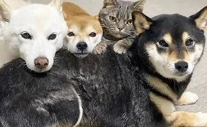 This Lovely Cat Feels And Acts Like He's Not Any Different From His 'Brothers' (30 Pics)