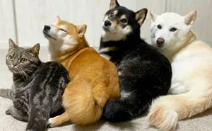 This Lovely Cat Feels And Acts Like He's Not Any Different From His 'Brothers' (30 Pics)
