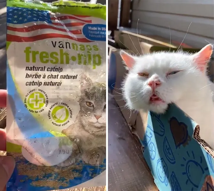 I Guess We Will Never Know What Happened To The Catnip
