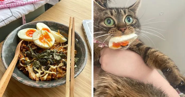 46 Pet-Thieves That Were Caught Red-Pawed When Stealing Food