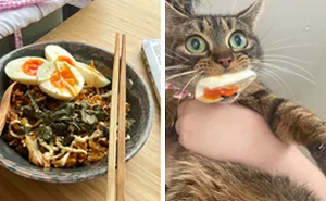 46 Pet-Thieves That Were Caught Red-Pawed When Stealing Food