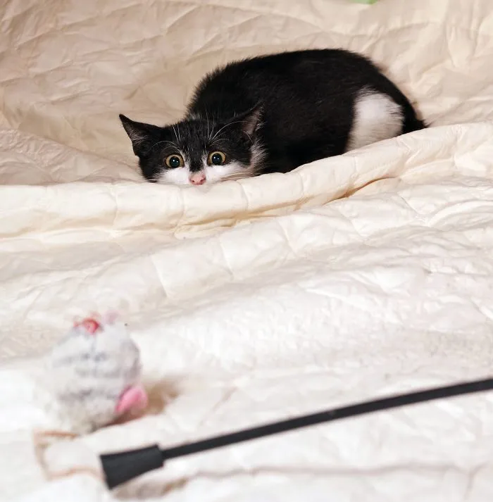 30 Little Kittens Preparing For Their First Sneak Attack Which Probably Won't Be Too Sneaky