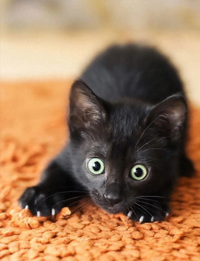 30 Little Kittens Preparing For Their First Sneak Attack Which Probably Won't Be Too Sneaky
