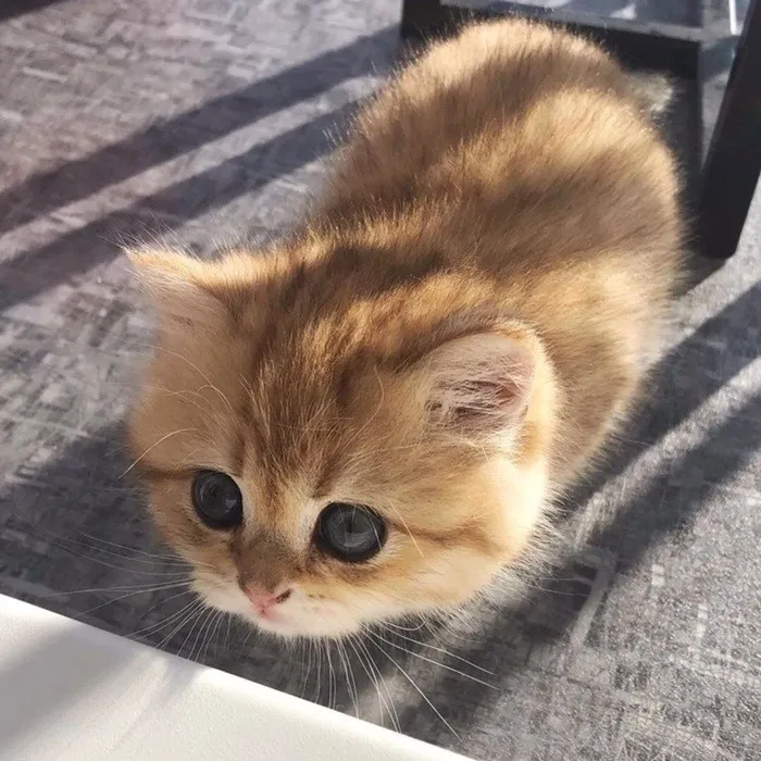 30 Little Kittens Preparing For Their First Sneak Attack Which Probably Won't Be Too Sneaky