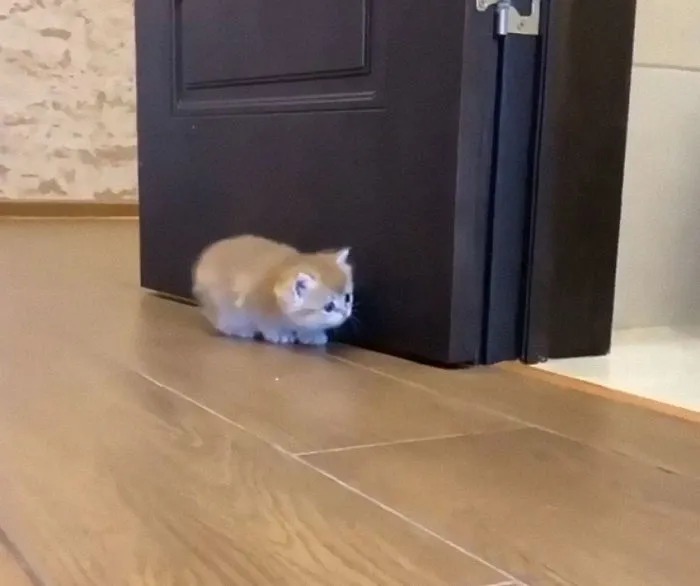 30 Little Kittens Preparing For Their First Sneak Attack Which Probably Won't Be Too Sneaky