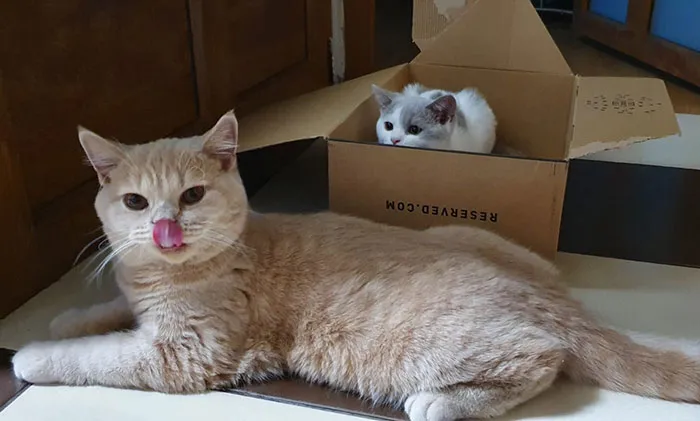 30 Little Kittens Preparing For Their First Sneak Attack Which Probably Won't Be Too Sneaky