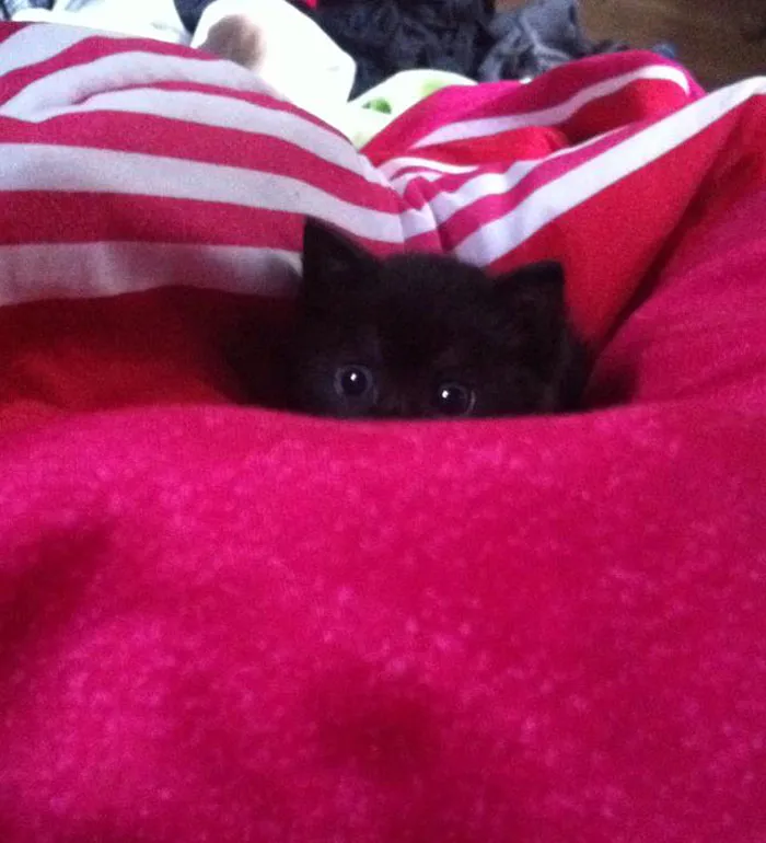 30 Little Kittens Preparing For Their First Sneak Attack Which Probably Won't Be Too Sneaky