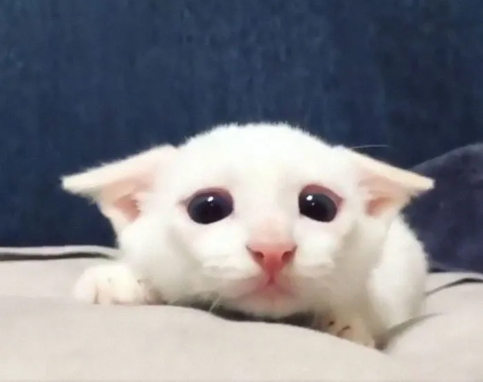 30 Little Kittens Preparing For Their First Sneak Attack Which Probably Won't Be Too Sneaky