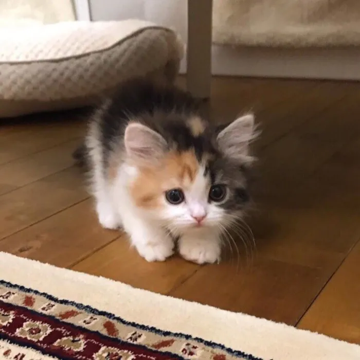 30 Little Kittens Preparing For Their First Sneak Attack Which Probably Won't Be Too Sneaky