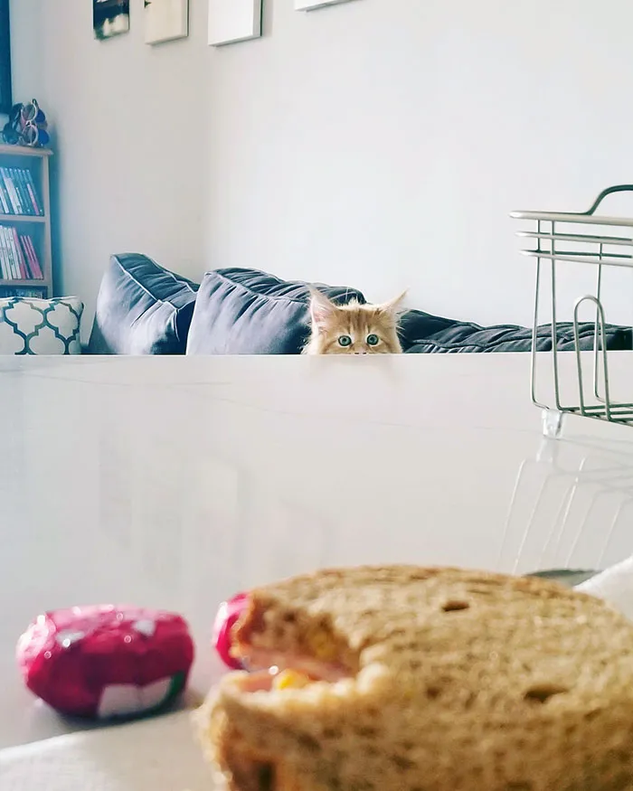30 Little Kittens Preparing For Their First Sneak Attack Which Probably Won't Be Too Sneaky