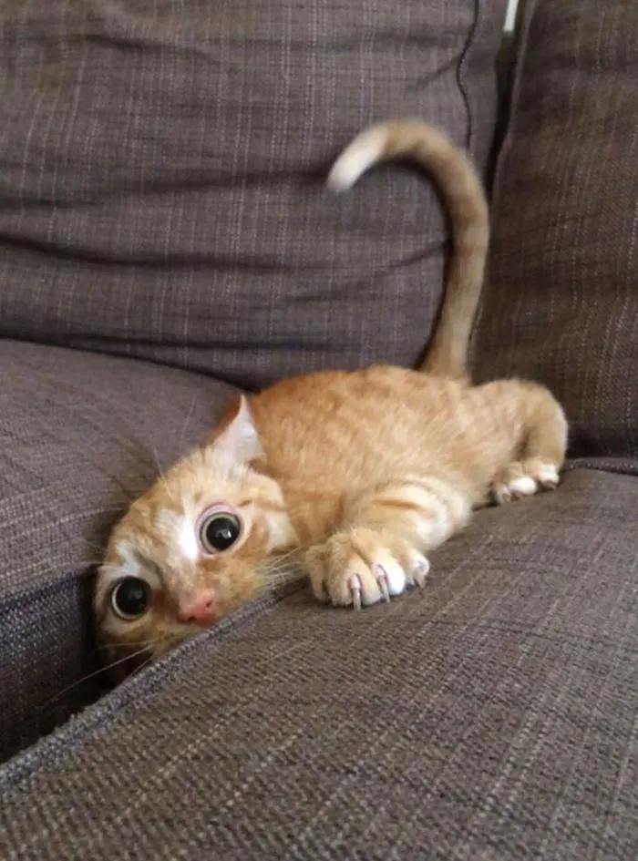 30 Little Kittens Preparing For Their First Sneak Attack Which Probably Won't Be Too Sneaky