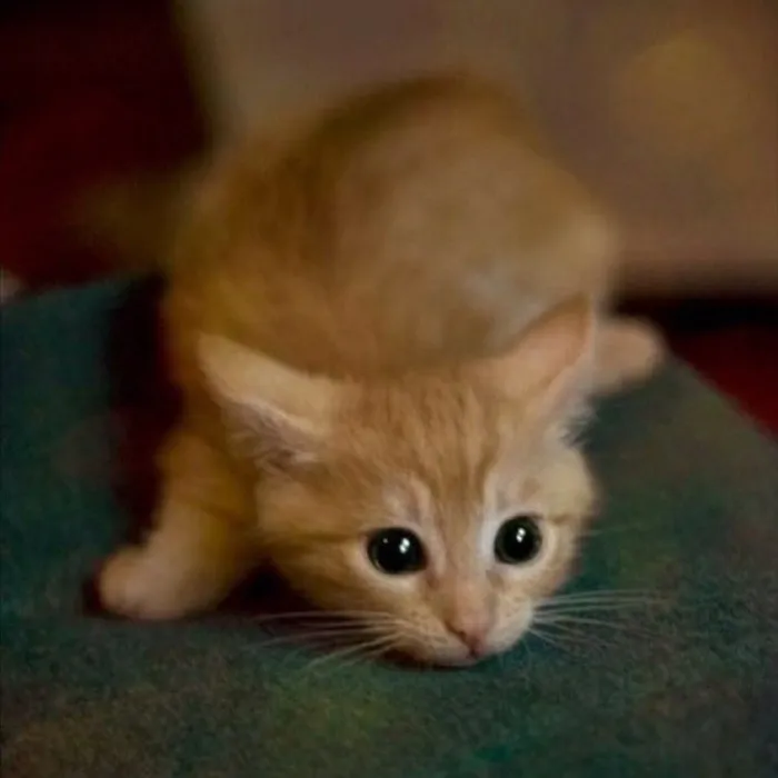 30 Little Kittens Preparing For Their First Sneak Attack Which Probably Won't Be Too Sneaky