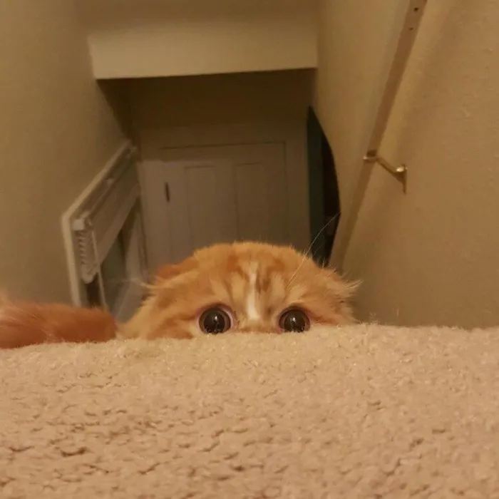 30 Little Kittens Preparing For Their First Sneak Attack Which Probably Won't Be Too Sneaky