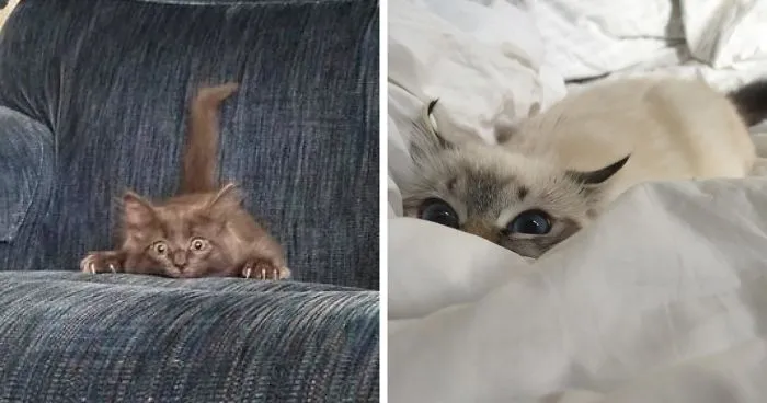 30 Little Kittens Preparing For Their First Sneak Attack Which Probably Won't Be Too Sneaky