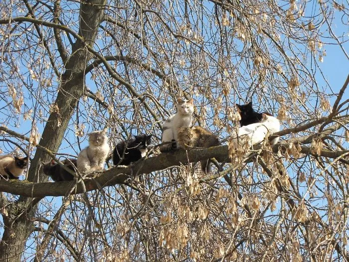 30 Pics Of Birds That Just Happen To Look Like Cats