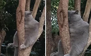 30 Pics Of Birds That Just Happen To Look Like Cats