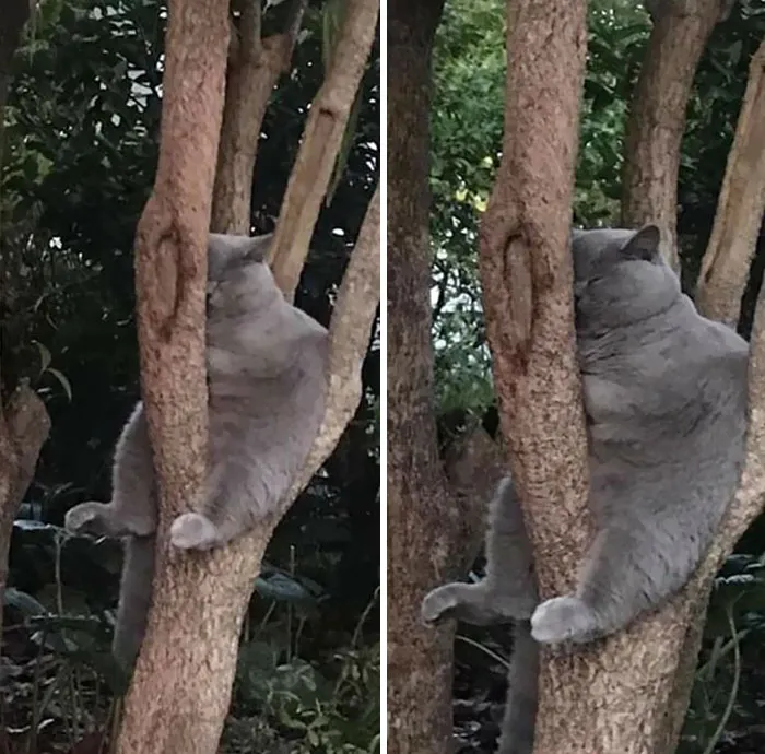 30 Pics Of Birds That Just Happen To Look Like Cats