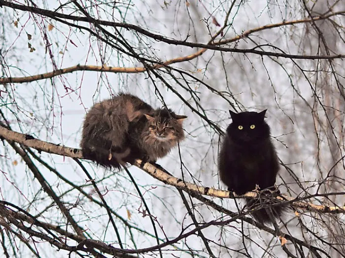 30 Pics Of Birds That Just Happen To Look Like Cats