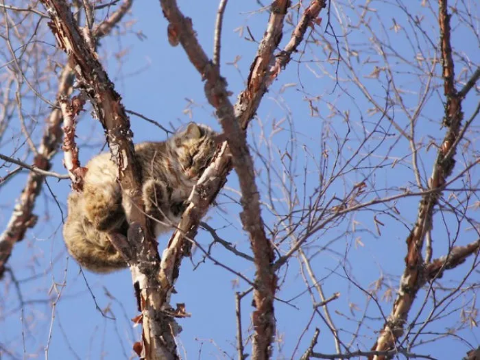 30 Pics Of Birds That Just Happen To Look Like Cats