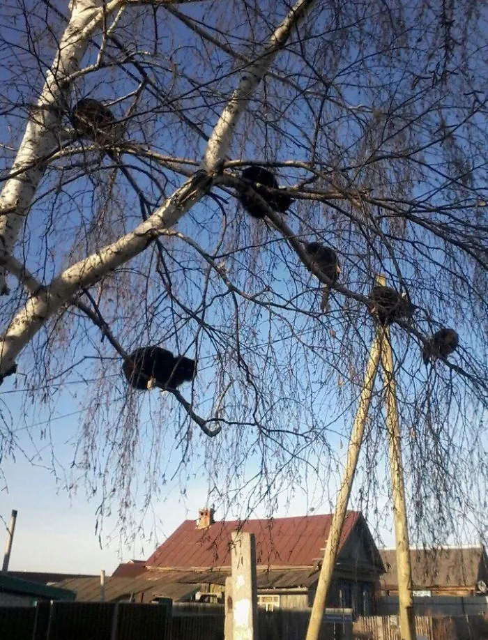 30 Pics Of Birds That Just Happen To Look Like Cats