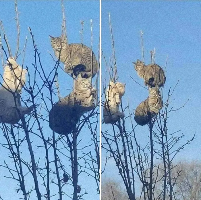 30 Pics Of Birds That Just Happen To Look Like Cats