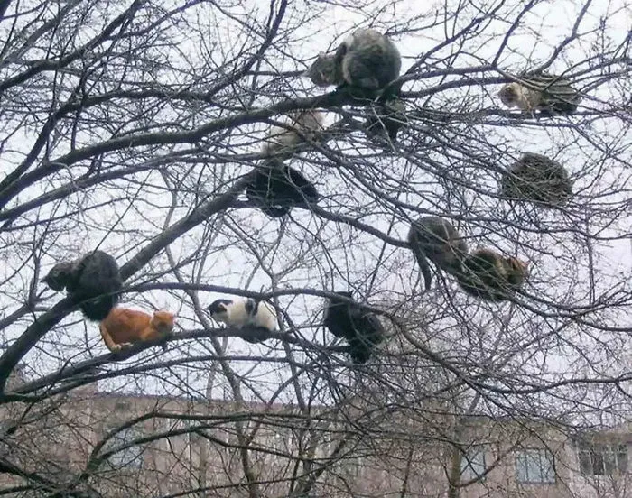 30 Pics Of Birds That Just Happen To Look Like Cats