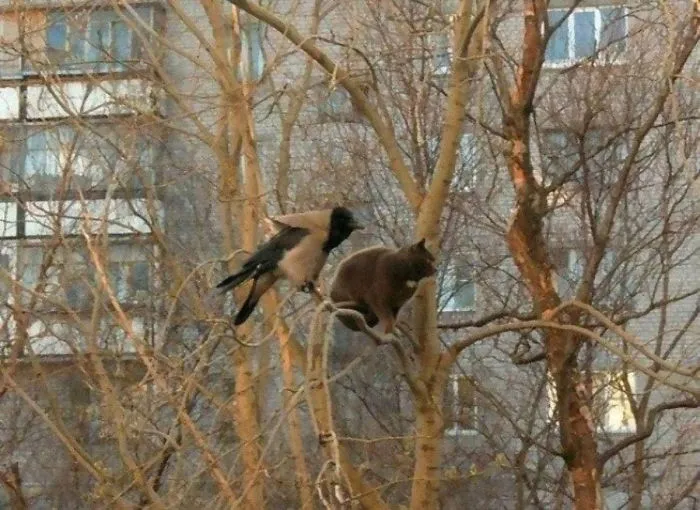 30 Pics Of Birds That Just Happen To Look Like Cats