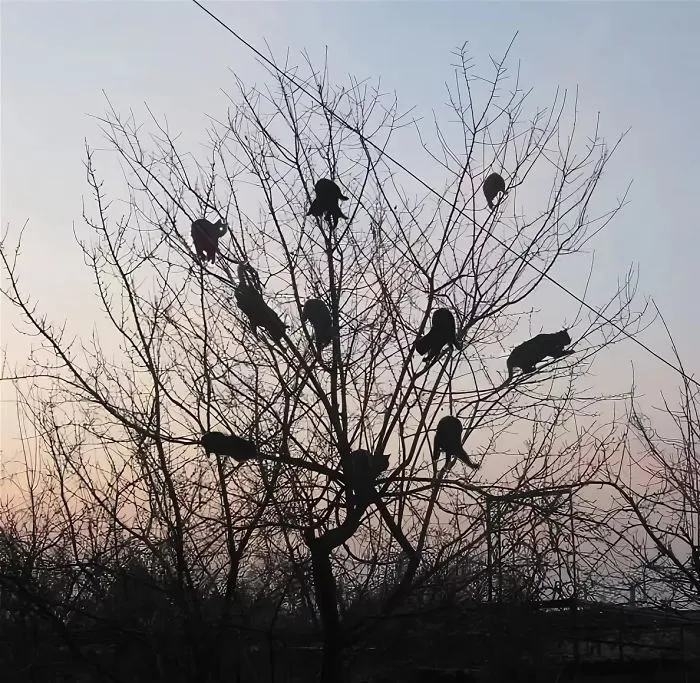 30 Pics Of Birds That Just Happen To Look Like Cats