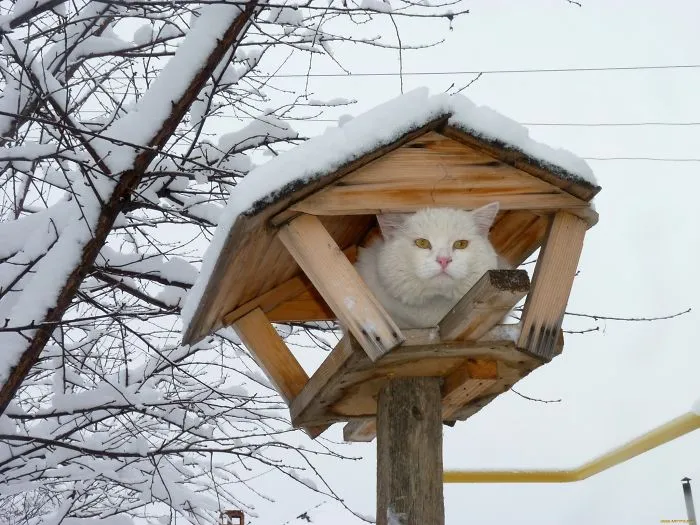 30 Pics Of Birds That Just Happen To Look Like Cats