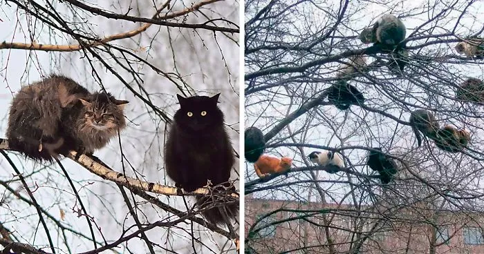 30 Pics Of Birds That Just Happen To Look Like Cats