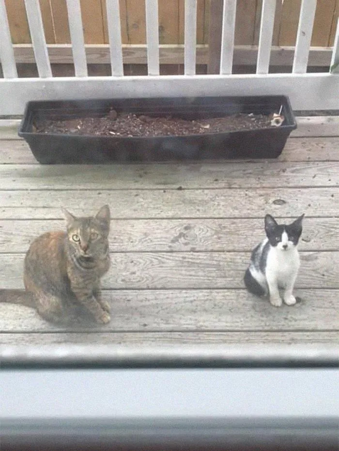 This Stray Mama Has Come Around For A Few Weeks Looking For Food. She Finally Brought Her Baby Around And I Cannot Handle The Politeness