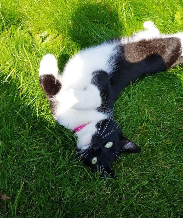 This New Neighbor Has Been Coming To Visit Me Everyday For The Last 4 Days
