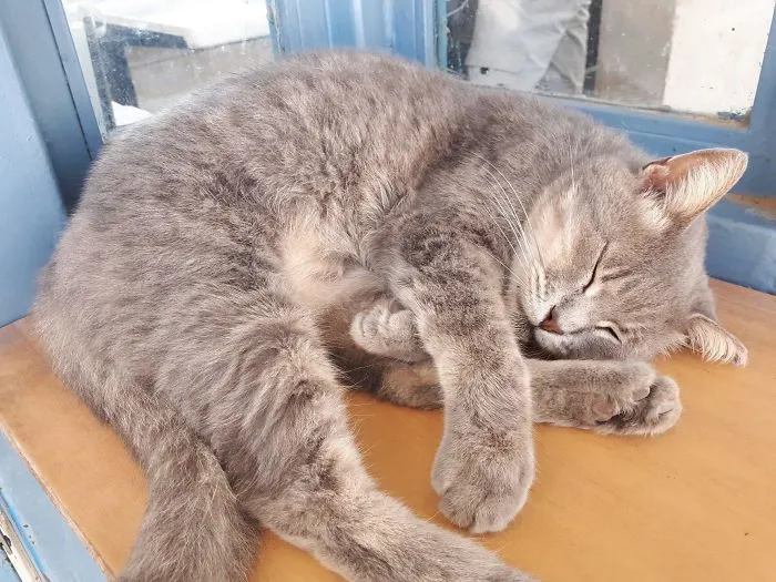 Mitzi Is A Cat Who Hangs Out At The Gate With The Security Guards In The University Where I Work/Study. But In Hebrew, "Mitz" Means Juice. So Whenever The Students Make A Post About The Cat, Facebook Translate Turns Her Name Into "Security Juice."  Meet Security Juice. She's A Fluffer Who Enjoys Pets