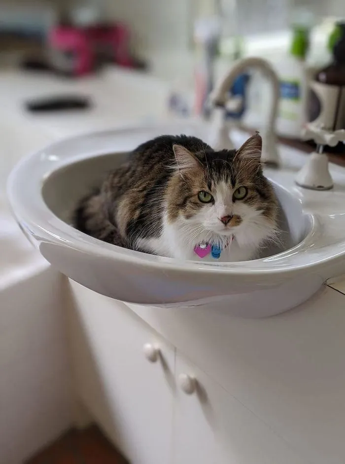 *my Bathroom, Not My Cat* We Left The Garden Door Open And Juno (A Neighbour Cat) Snuck In And Made Herself At Home - Who Could Be Mad At That Face!!?