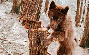 Here’s My Handsome Brown Siberian Husky Who’s Traveling With Me Across The US In Search Of A New Home (30 Pics)