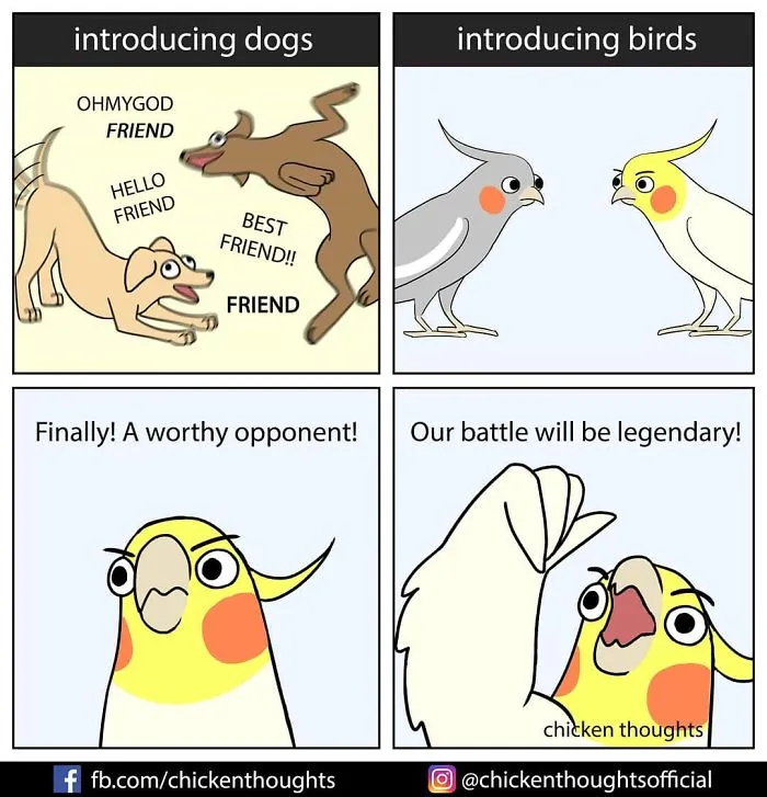 30 Funny Comics About Parrots, Illustrated By A Bird Owner