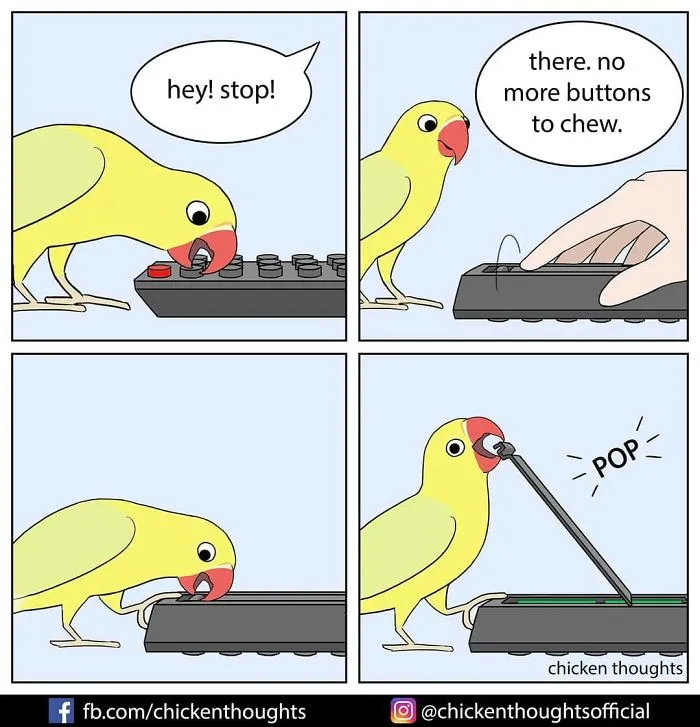 30 Funny Comics About Parrots, Illustrated By A Bird Owner