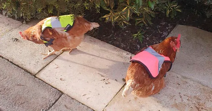 Man Grows Tired Of His Chickens Always Escaping The Coop So He Buys Them High-Visibility Vests