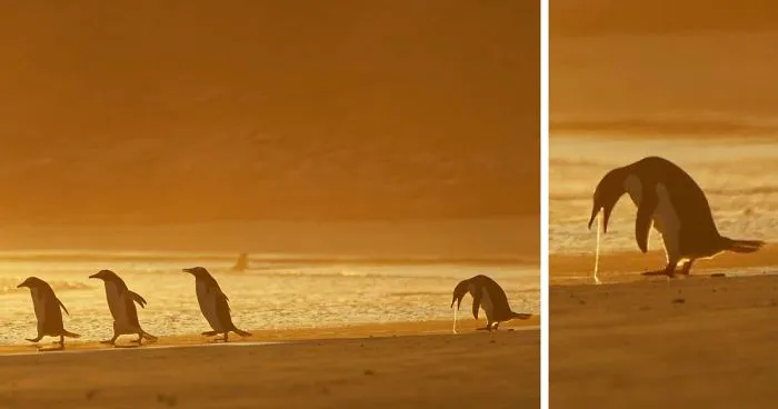 Han sido anunciados los finalistas de los Premios de fotografía Comedy Wildlife 2020 y te harán reír mucho