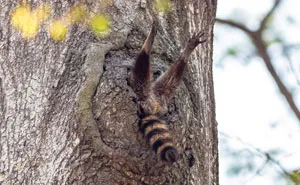 The Finalists Of The 2020 Comedy Wildlife Photography Awards Have Been Announced And They Might Crack You Up