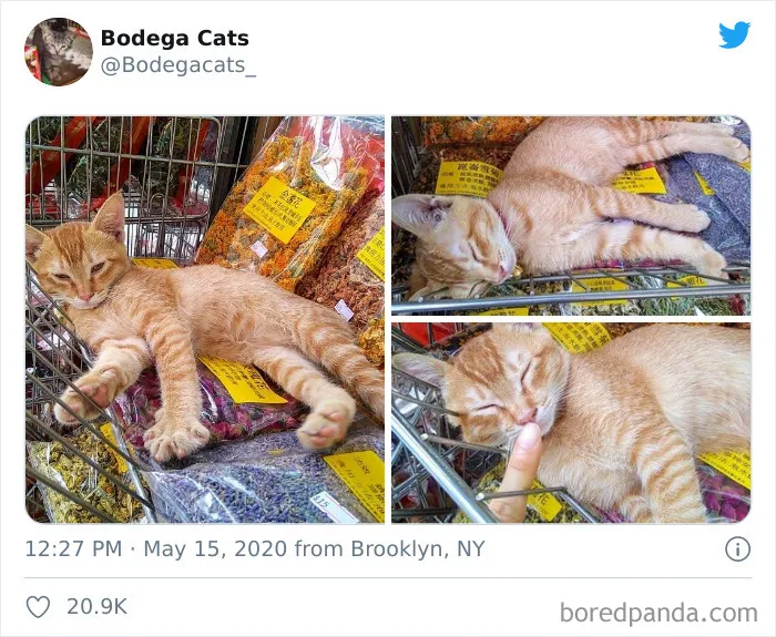This Twitter Account Collects Photos Of Cats In Small Shops Looking Like They Own The Place (30 New Pics)