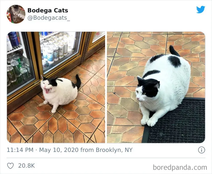 This Twitter Account Collects Photos Of Cats In Small Shops Looking Like They Own The Place (30 New Pics)