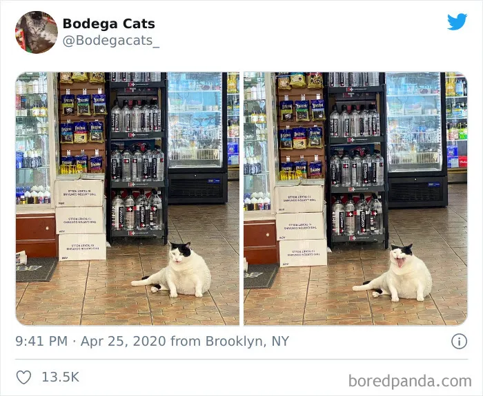 This Twitter Account Collects Photos Of Cats In Small Shops Looking Like They Own The Place (30 New Pics)